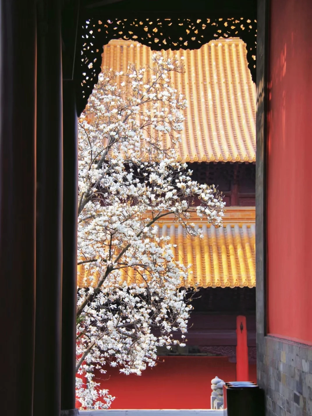 玉兰花开啦‼️南京7个最美玉兰打卡地