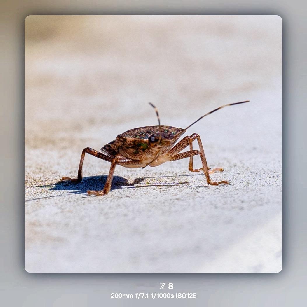 拍一只臭虫……打鸟或拍虫子，尼康党表示这很正常。
观察昆虫 取景器里的世界 奇趣