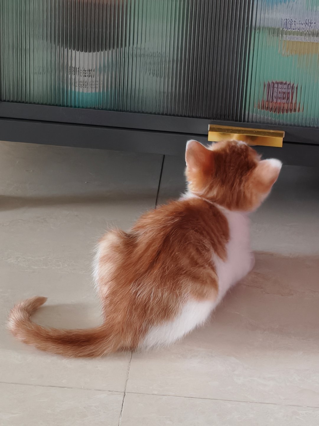 肥美的腚 ​​​