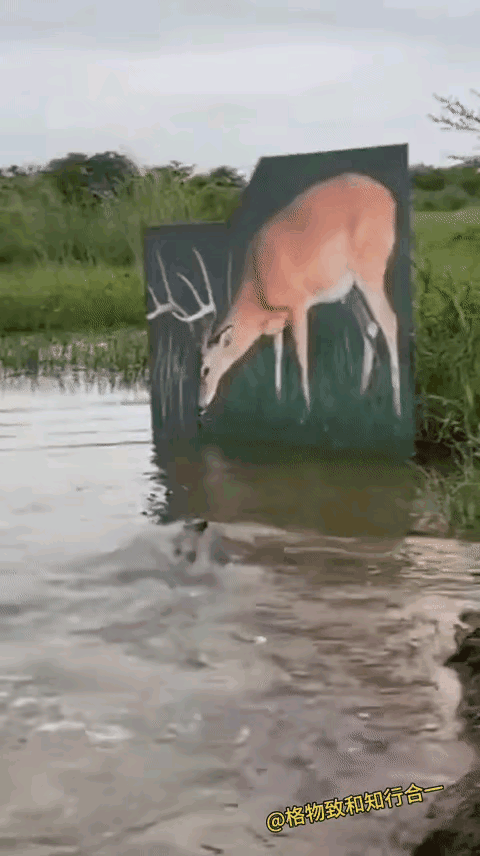 鳄鱼的眼睛它不能分辨出三维还是平面的画面吗？这一次失算了