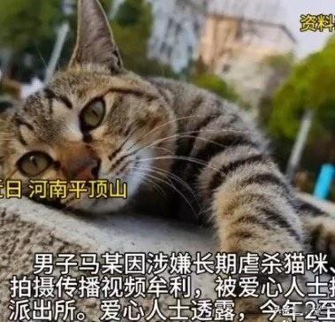 一、隐蔽施虐与规模化虐杀
马某自2022年起，以“帮忙找领养”为由从邻居、流浪猫