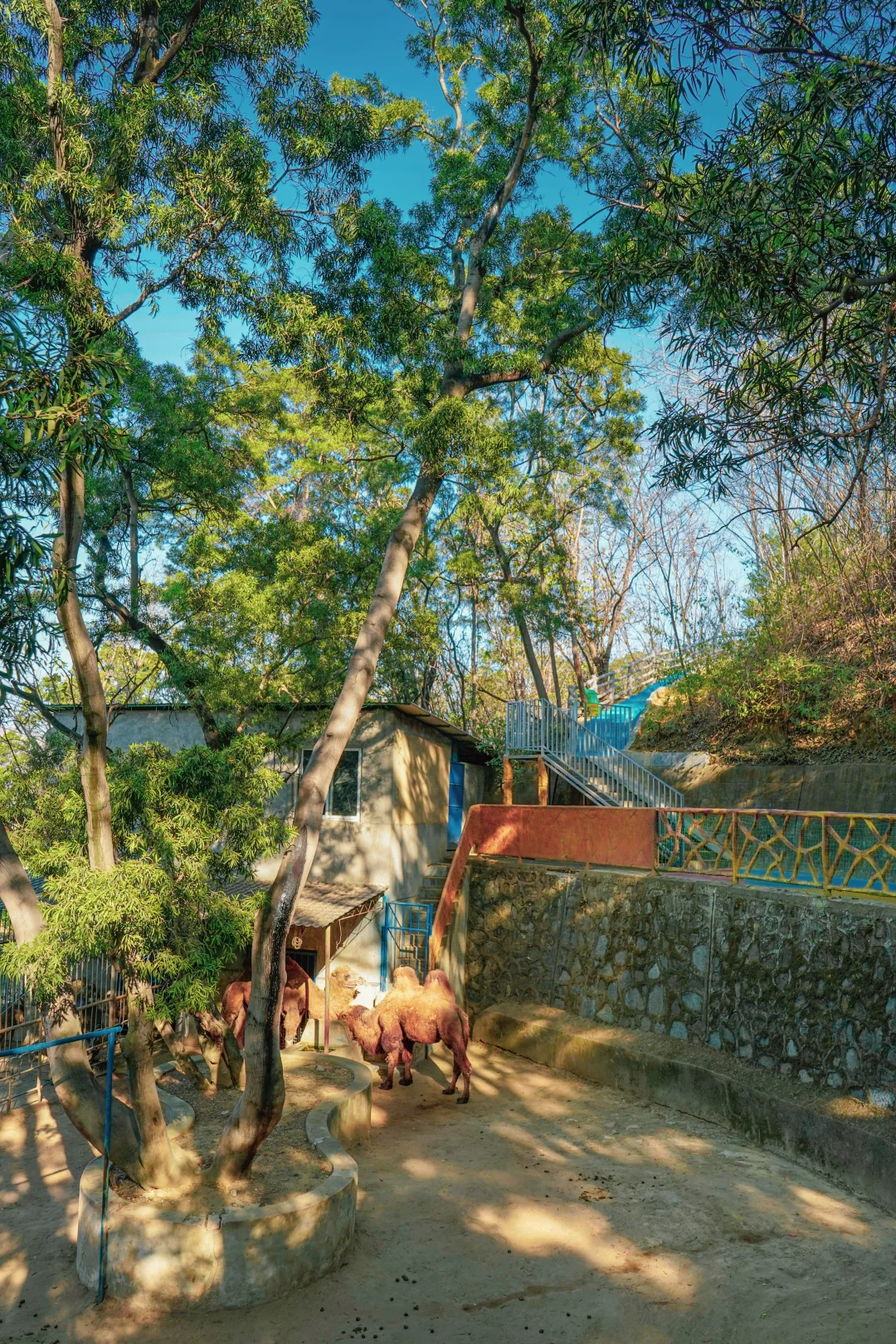 我夸攀枝花动物园一万遍，不如你来看一眼