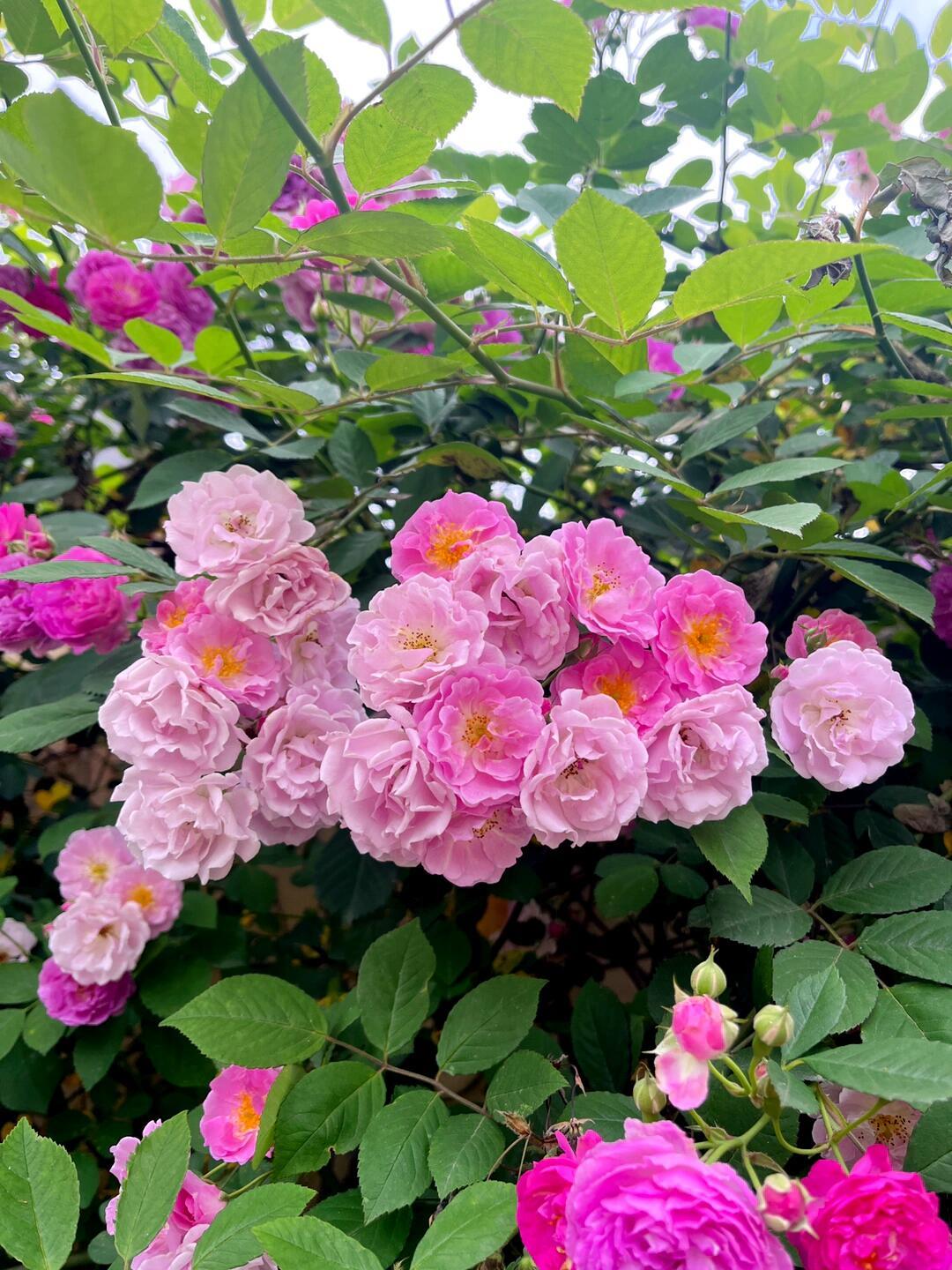 《红丝绒剧目》

她攀上墙便烧尽晚霞。
她有密刺，禁止蝴蝶靠近，
露珠悬在瓣缘似