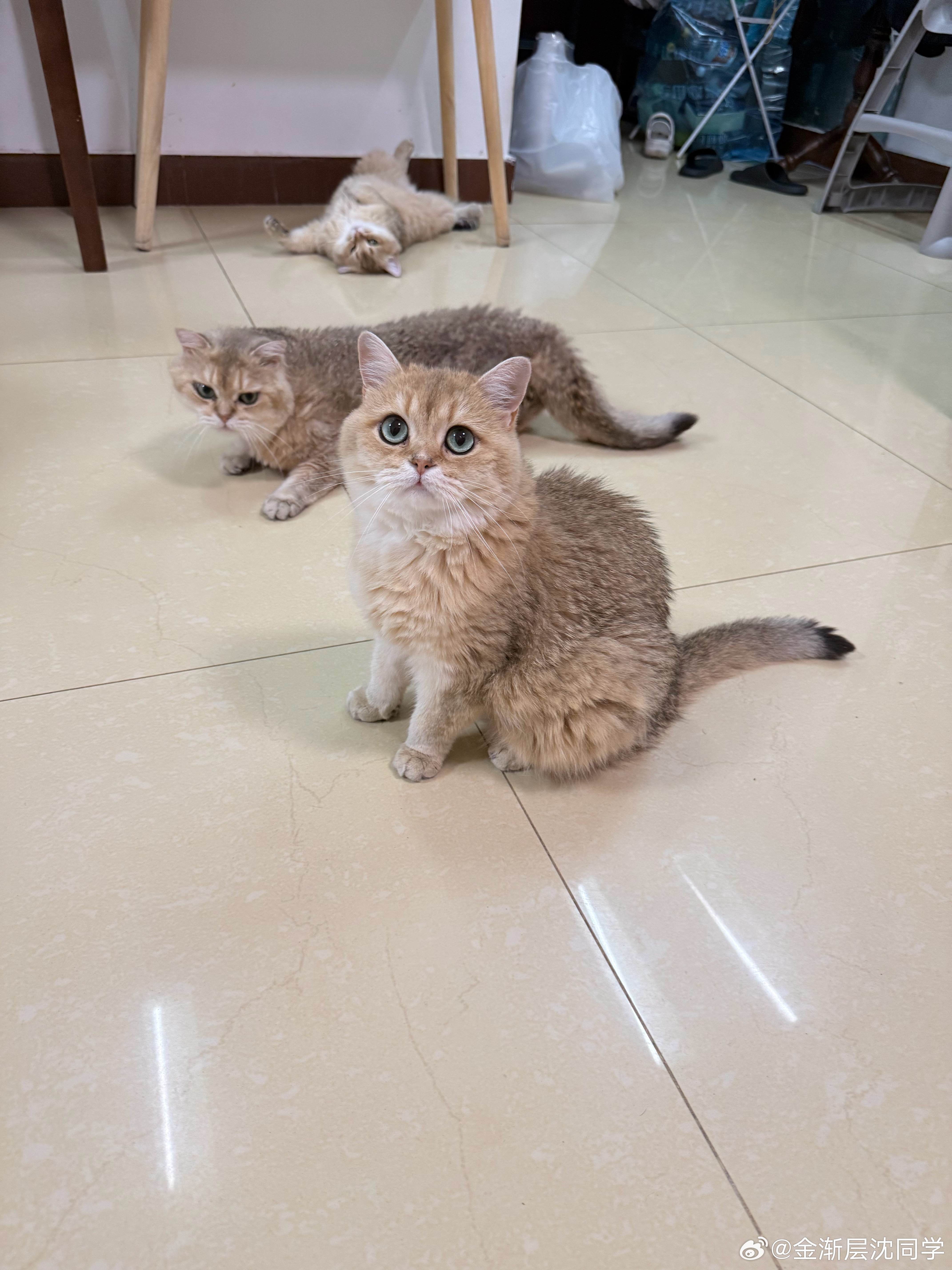 妹妹天天祸害猫罐头萌宠猫咪