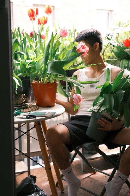 原来在阿姆的郁金香种球都是骗局