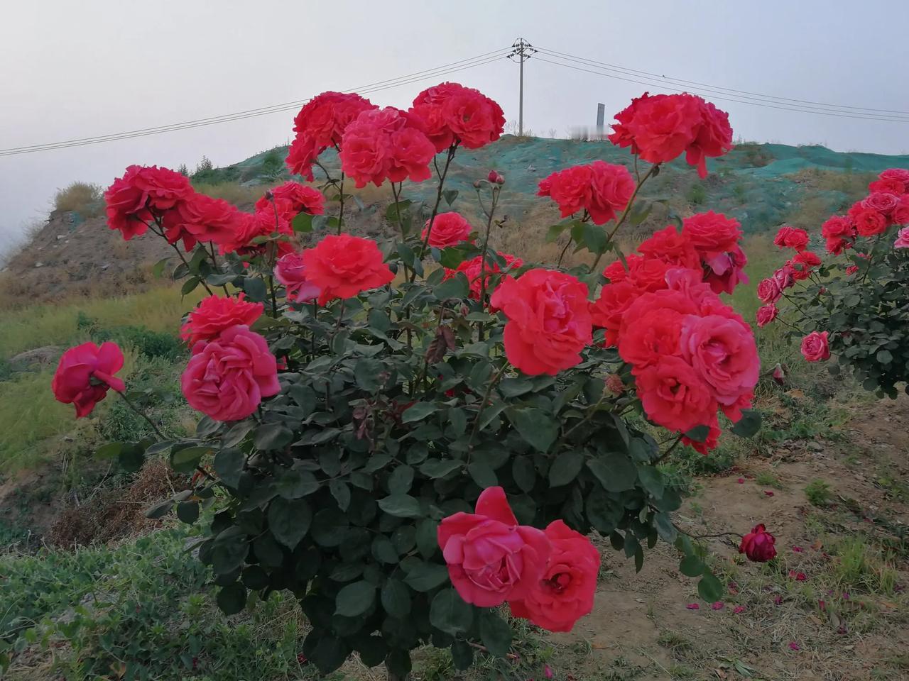 月季花开。