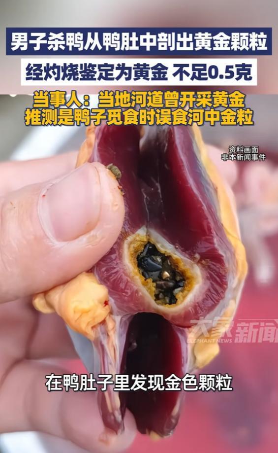 谁能想到，过年杀只普通散养鸭，居然能从鸭肚子里掏出疑似黄金的小颗粒！湖南邵阳的刘