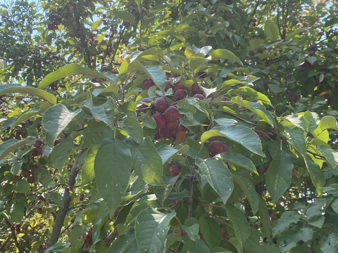 晒图笔记大赛阳光下的红果，丰收的喜悦！🌞🍎