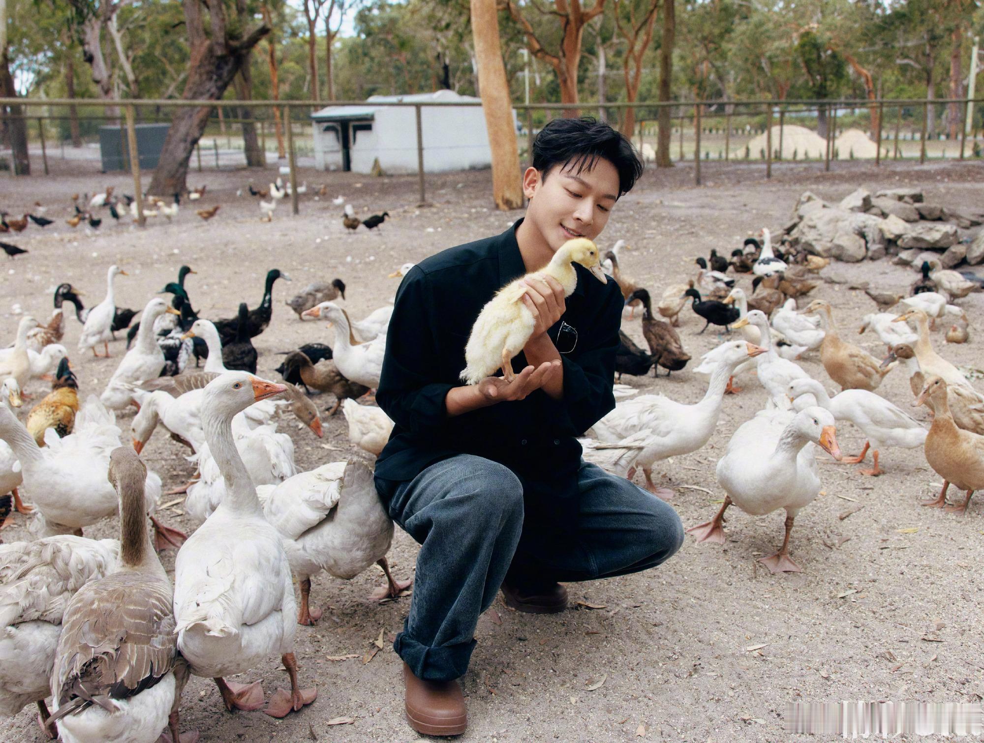 张晚意OK地球大玩家封面哈哈哈张晚意与小白鹅 