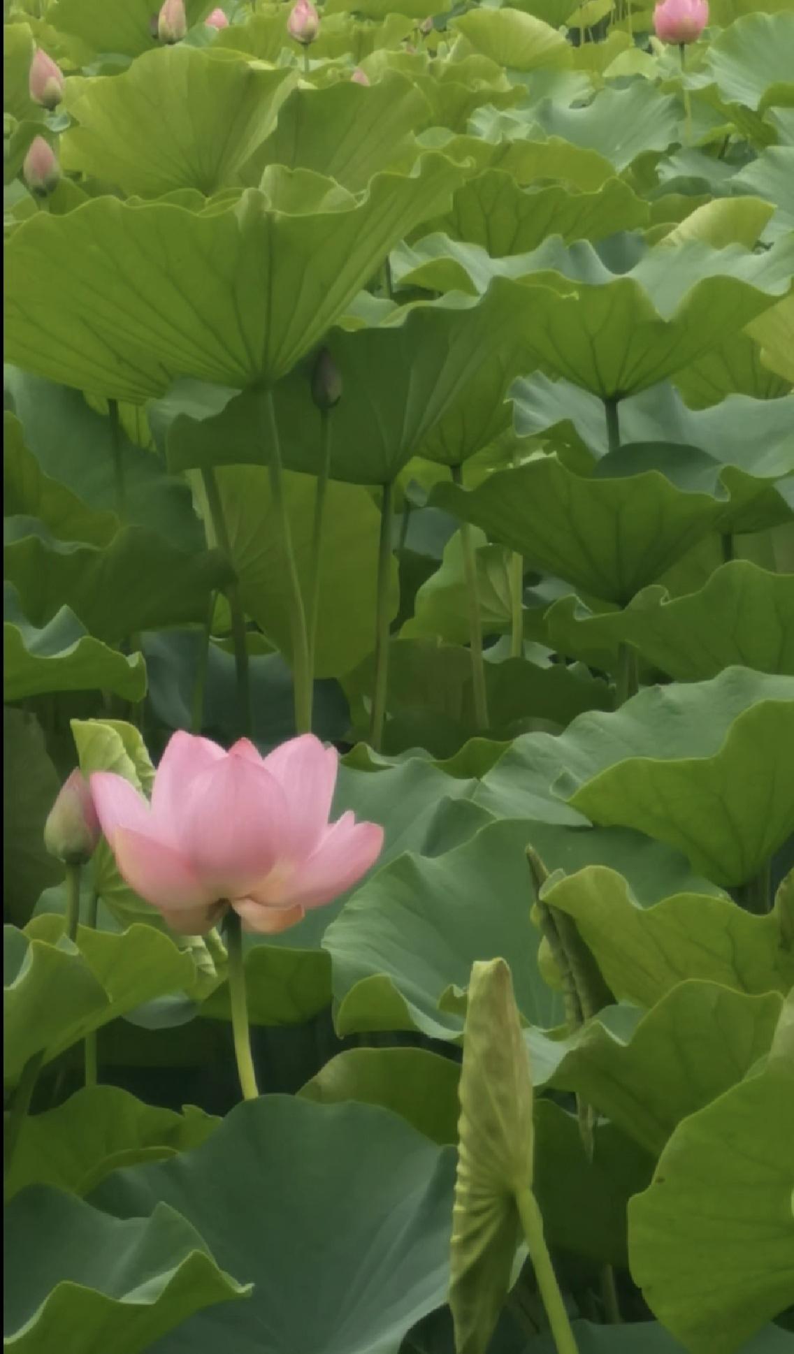 就是毛主席真伟大，老百姓越来越认识到，没有毛主席的路线思想，中国可能还是四分五裂
