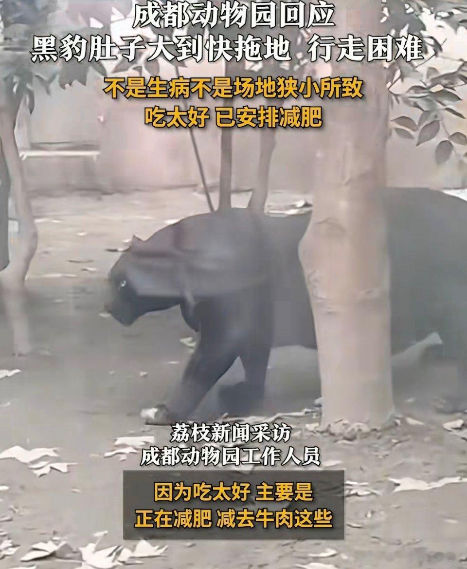 成都动物园回应黑豹肚子大到快拖地 黑豹：到底是谁在多管闲事！！！本来生活好好的，