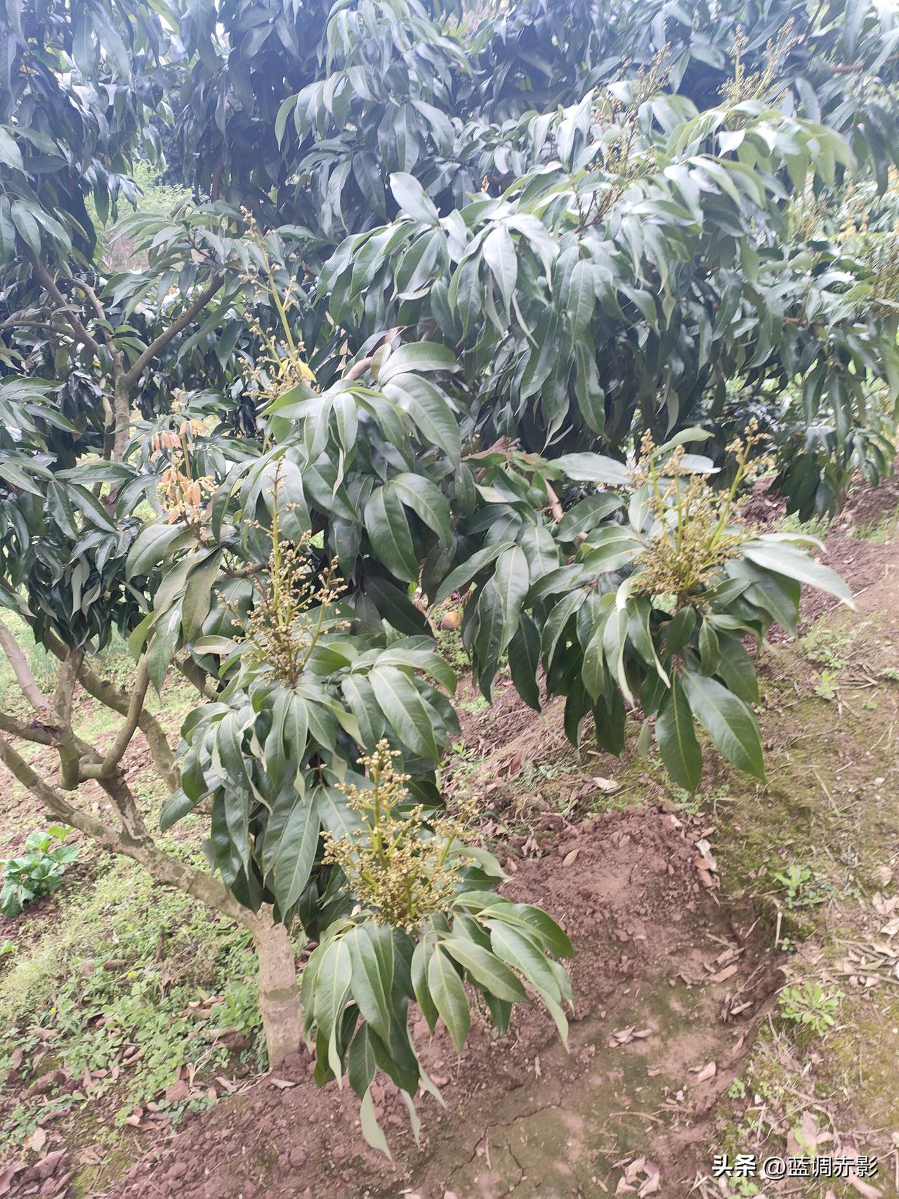 春日生活打卡季