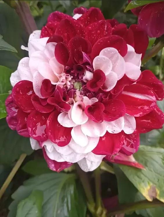 《西江月·大丽花》
 秋日大丽绽放，缤纷五彩如霞。娇姿摇曳韵芳华，引得蝶蜂戏耍。