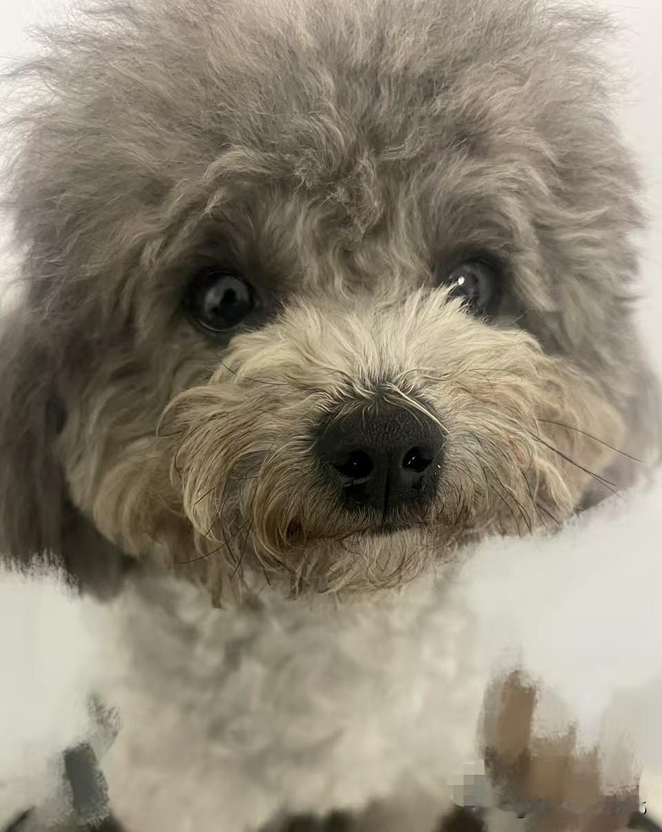 小狗从了草到精致，
只需一个洗澡SPA和偏爱的主人。

女人从平凡到惊艳，靠什么