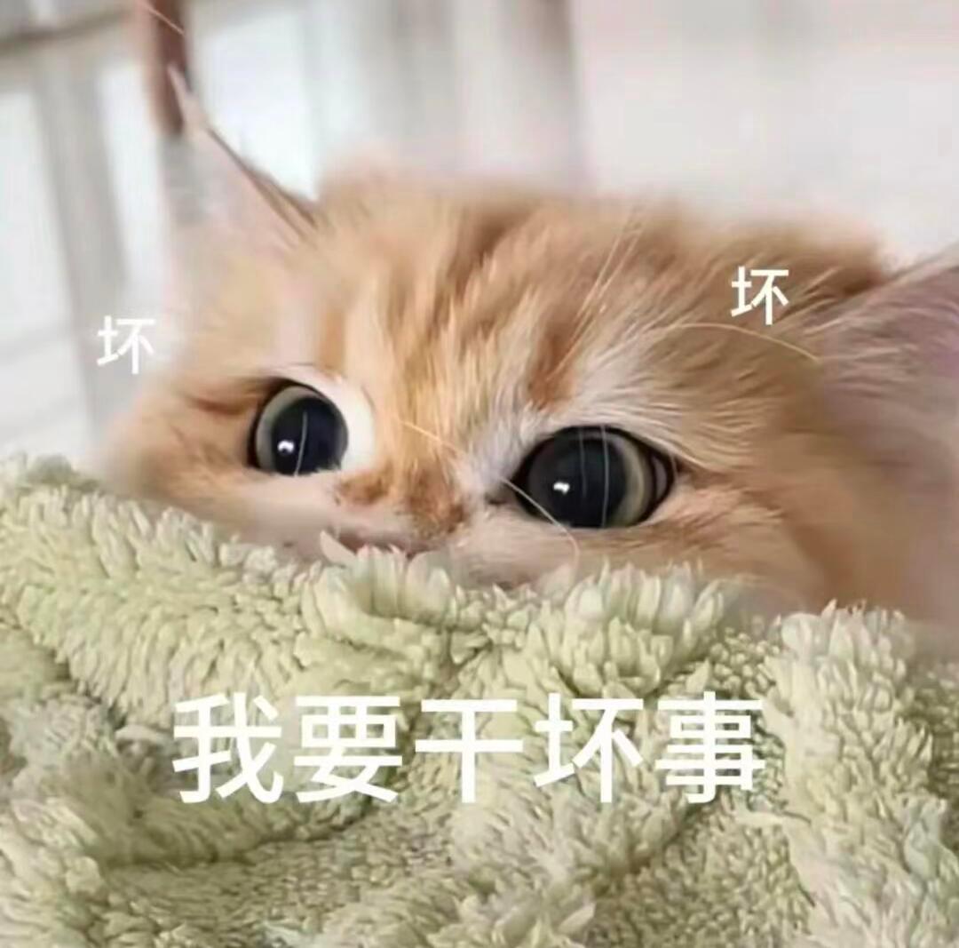 小猫咪表情包来咯 