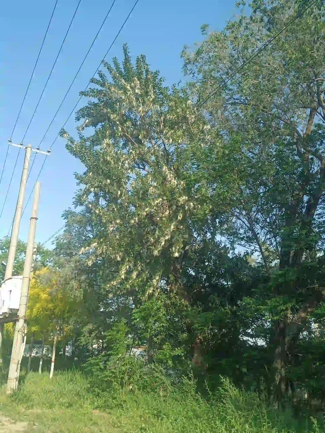 莫奈紫，摸奶子，难道龌龊属于那些语文没学好但是想象力挺丰富的群体？脑洞这么大吗？