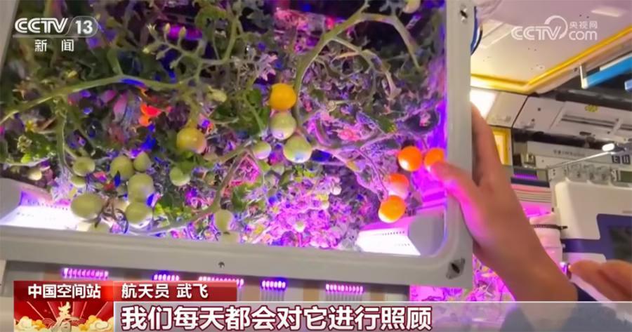 中国太空番茄丰收了这个春节，中国空间站“太空菜园”迎来丰收季。在神舟二十一号乘组