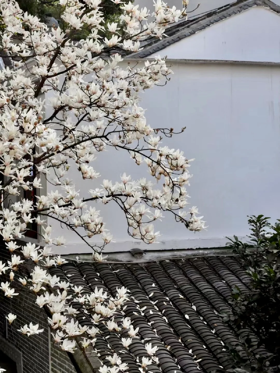 🌸你真的可以永远相信长沙春天……（附机位