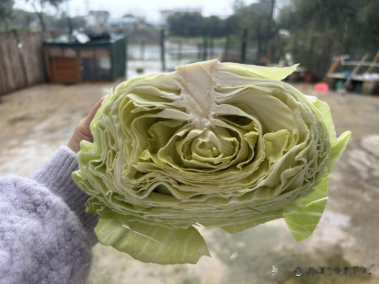 从去年在我们6000元一年租的农家小院种菜开始，发现所谓有机菜并没有那么简单！以