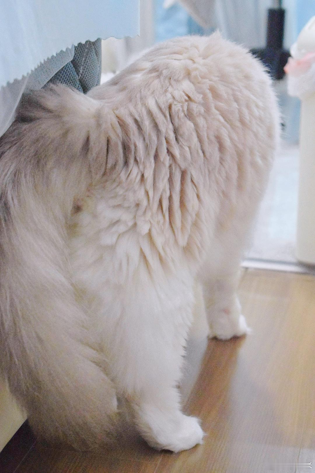 使用相机拍摄了几张高清臭屁猫📷 