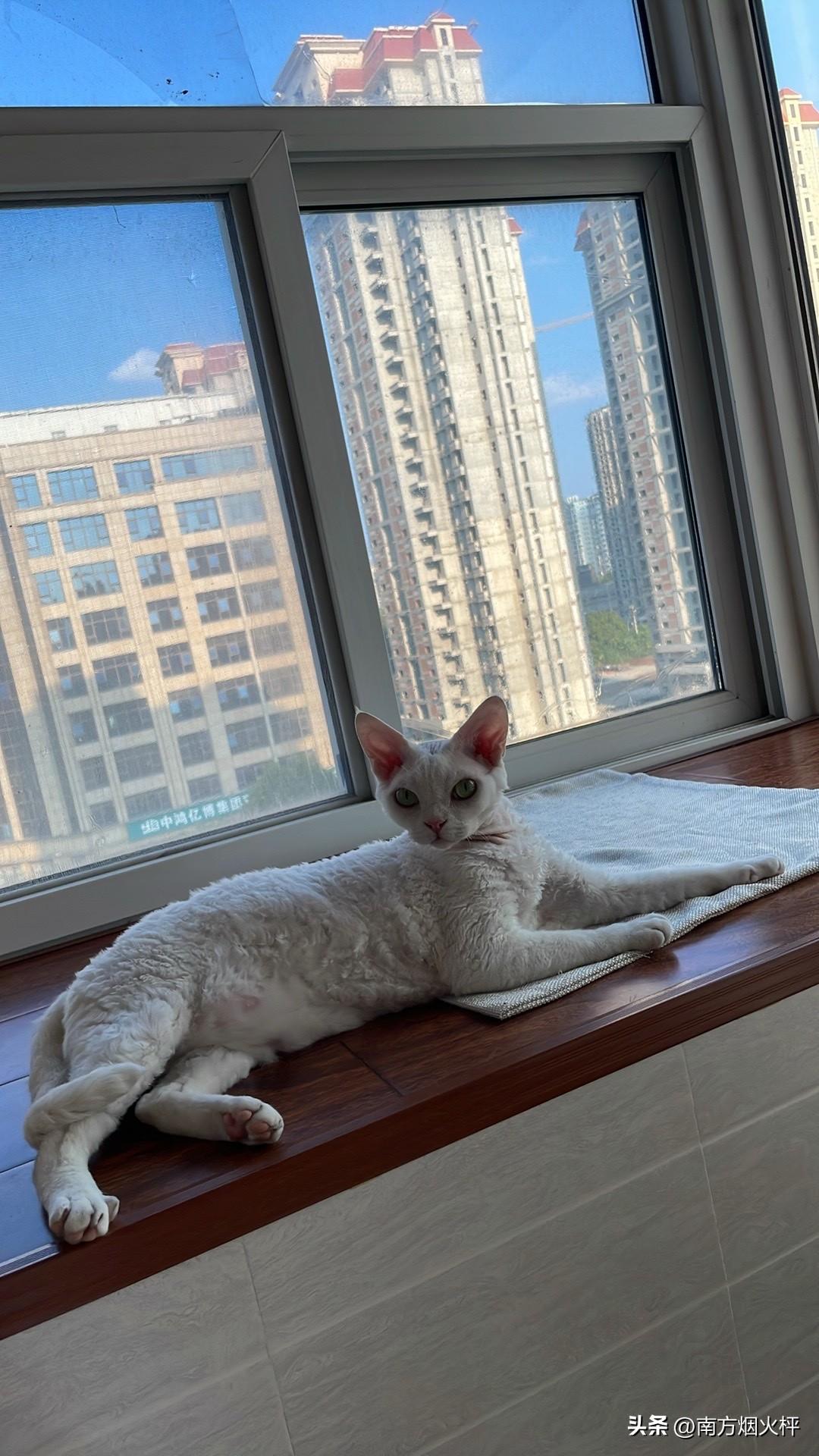 今日随手拍，我家的小猫咪，摆了一个外星咪的姿势，乖乖的。