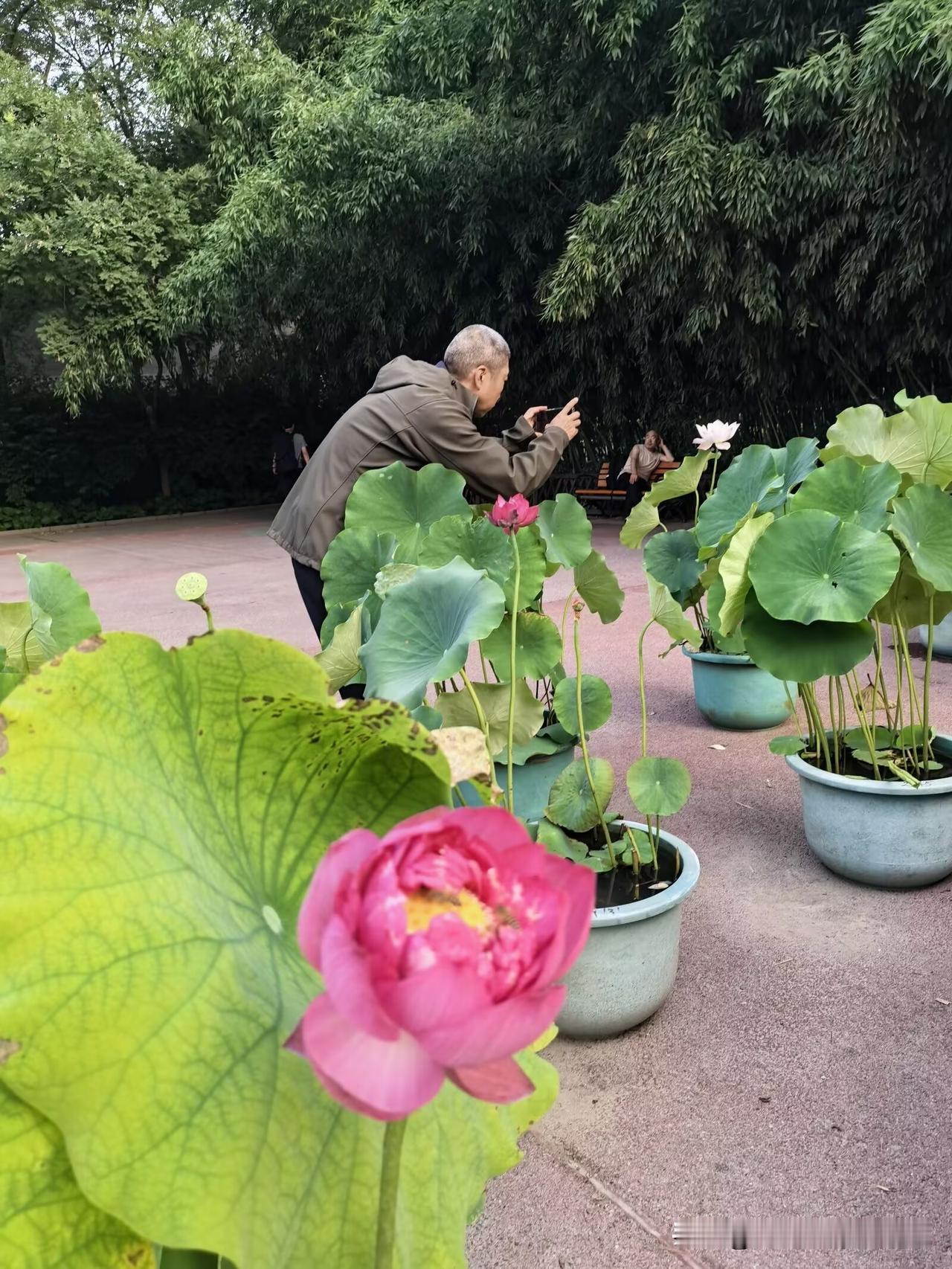 【临江仙.太阳红】

旧梦长萦白洋淀，芦风绕水留连。
移来燕地焕清妍。
花凝朝露