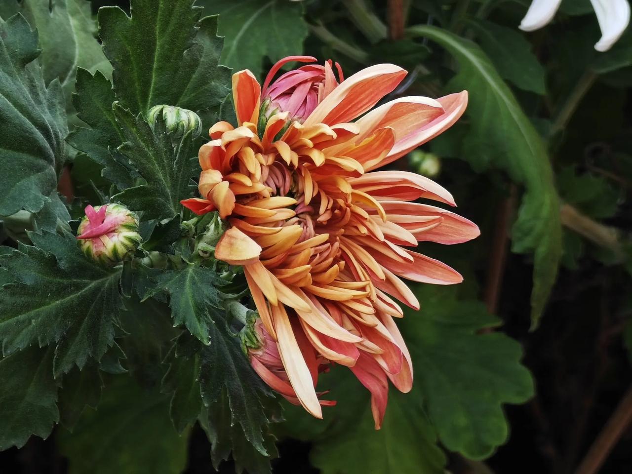 #上联：青竹枝枝秀，诚邀下联#菊花朵朵幽