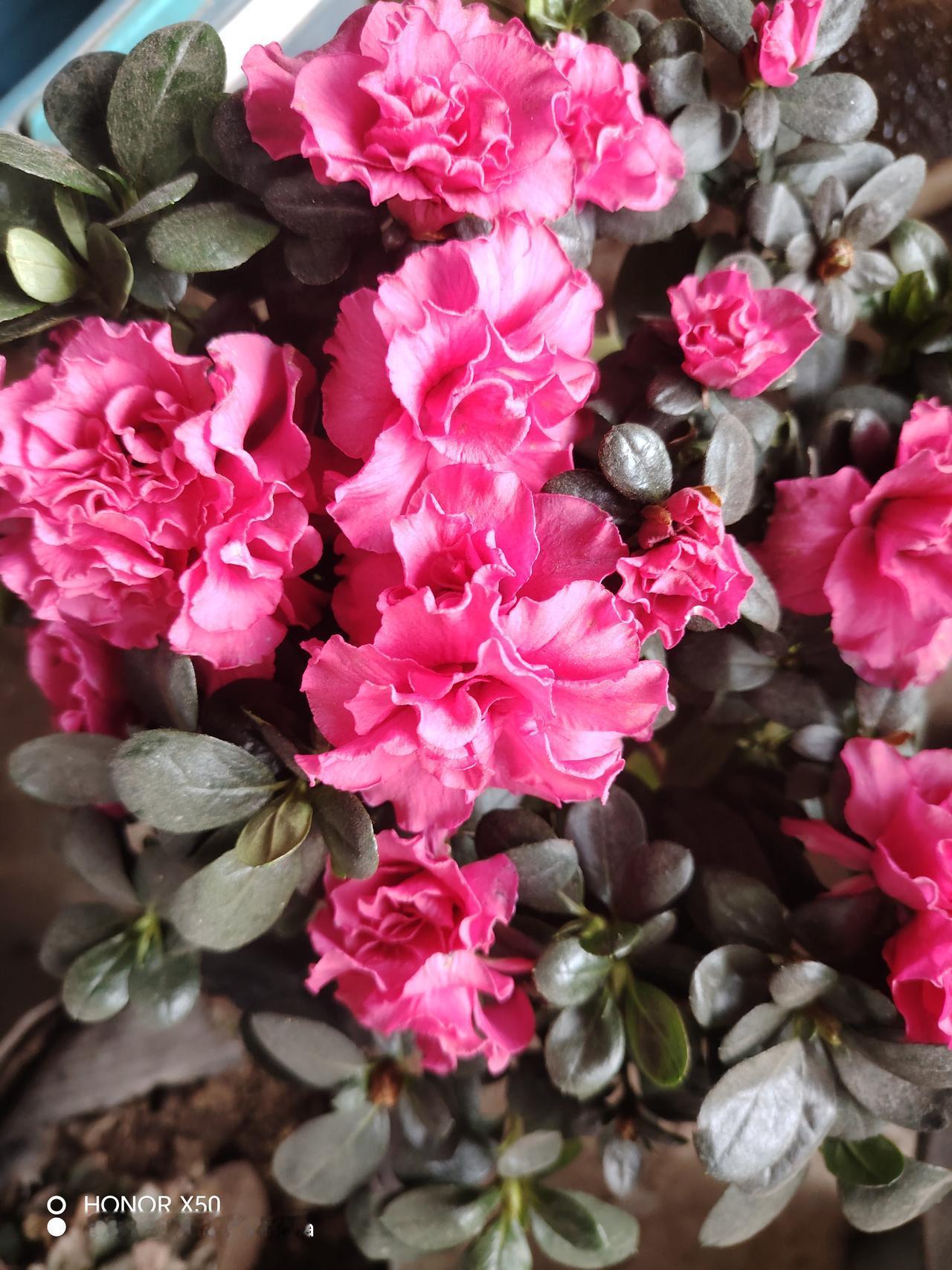 晒图笔记大赛 粉花映碧叶，春意满枝头。