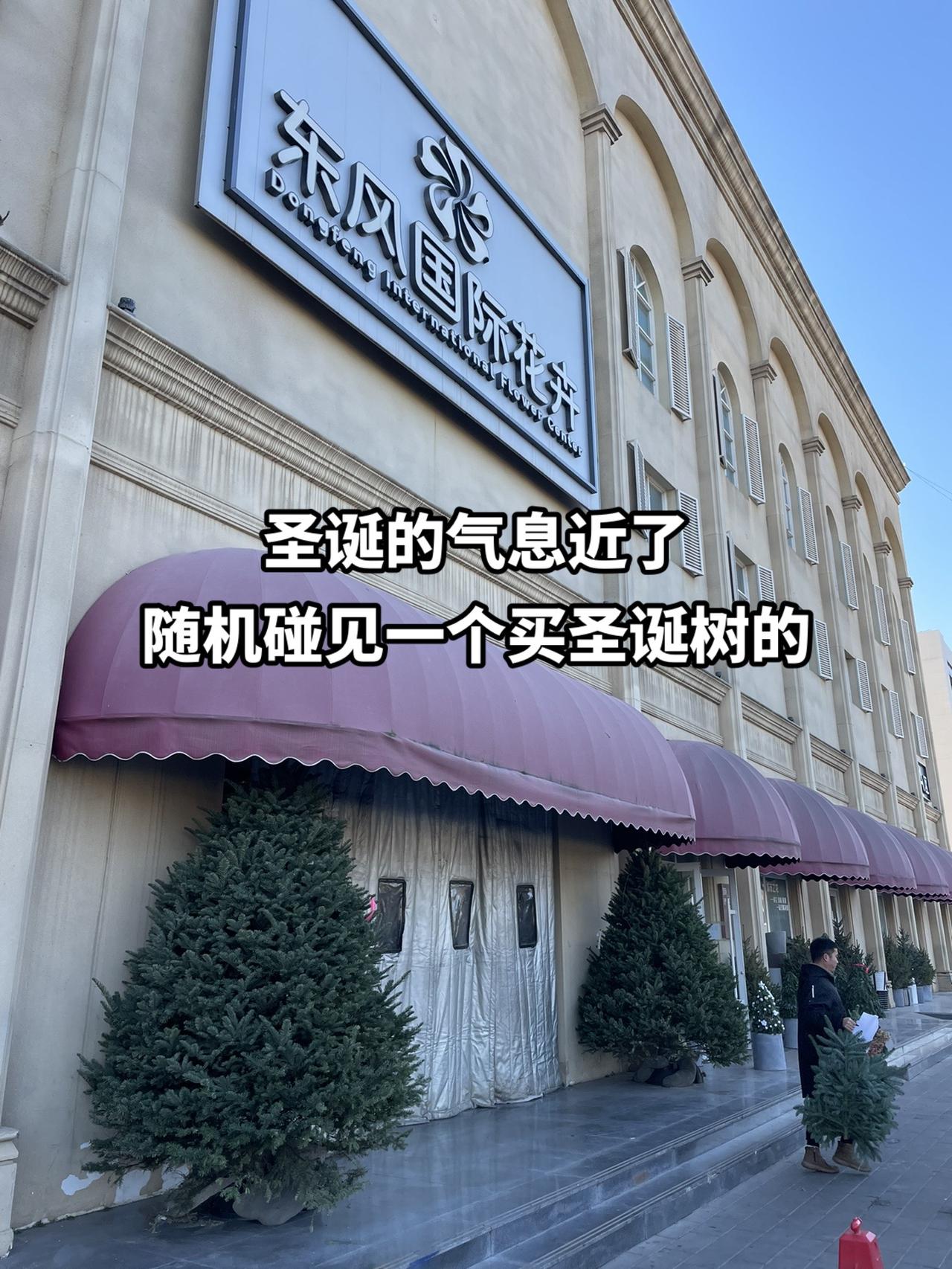 🎄随机碰见一个采购圣诞树的客人