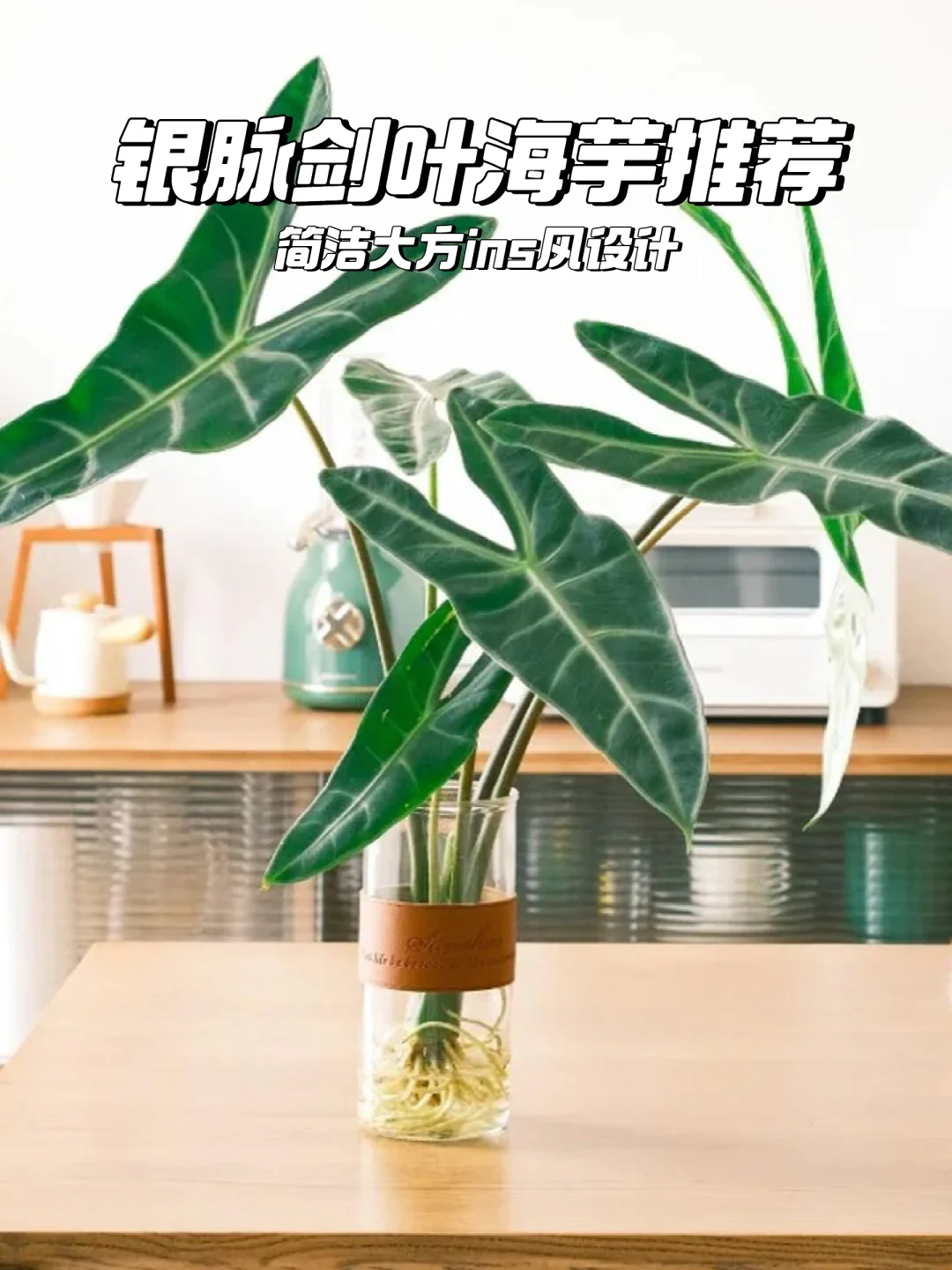 银脉剑叶海芋🌿ins风绿植