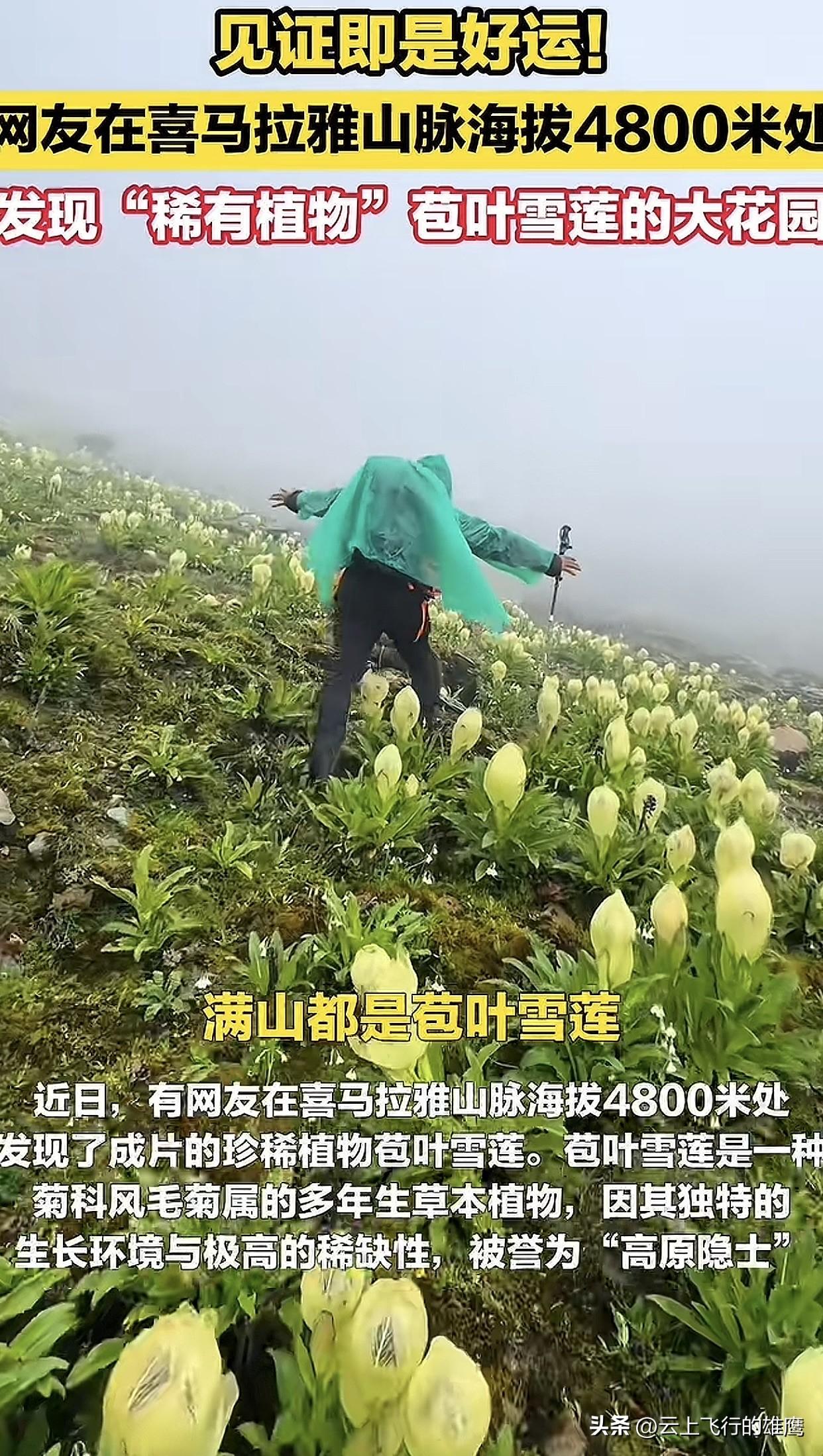 太美了！近日有网友在喜马拉雅4800米高原拍到大片苞叶雪莲，瞬间刷屏！这花可是“