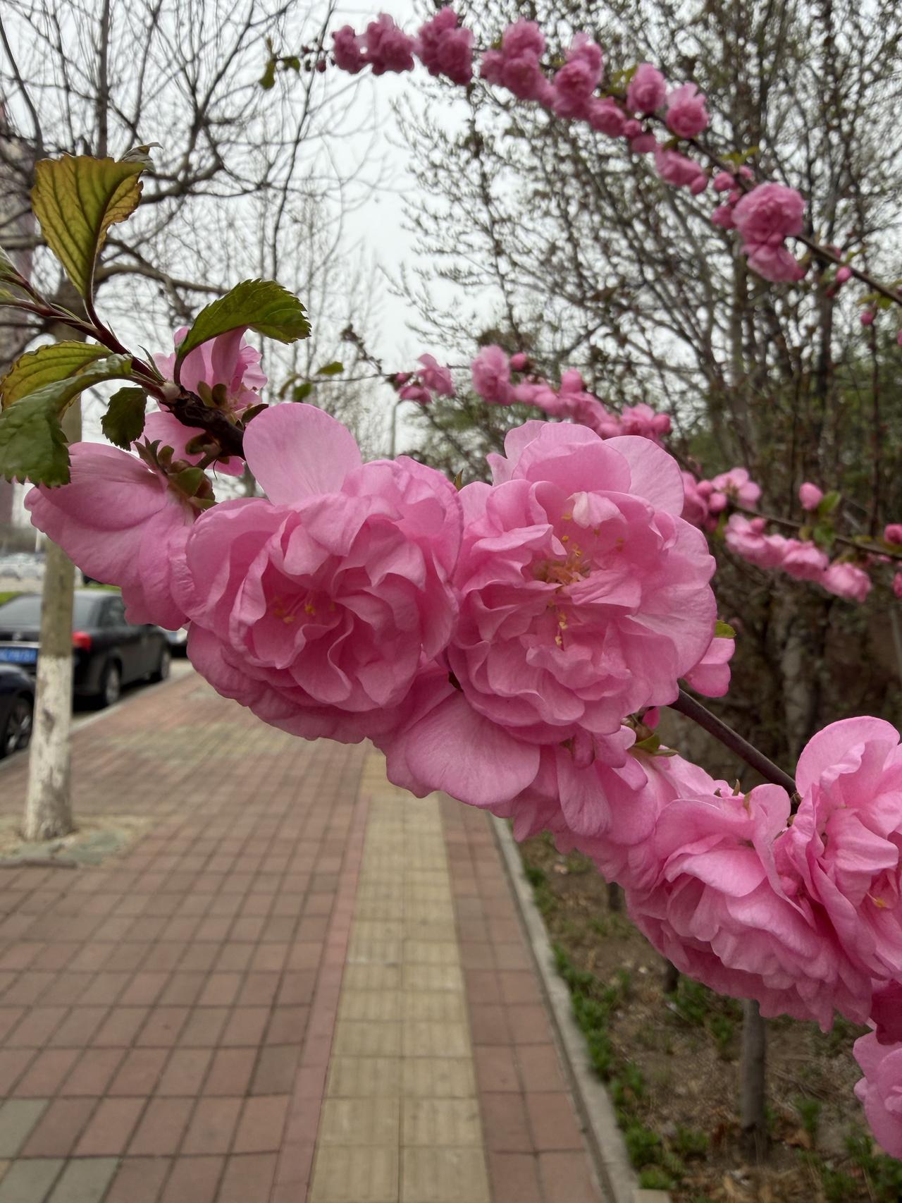 走在城市的街头，春风荡漾，百花争艳，春天已经包围了整个城市，氤氲在清香的春风里，
