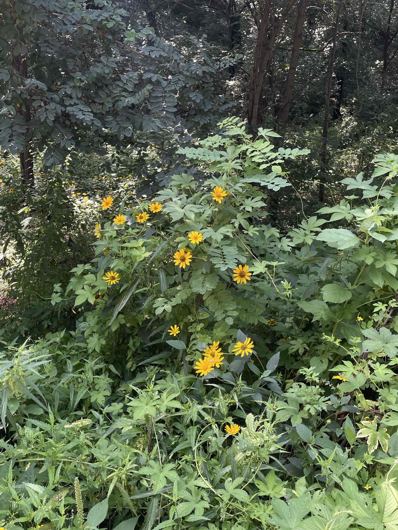故事里的小黄花