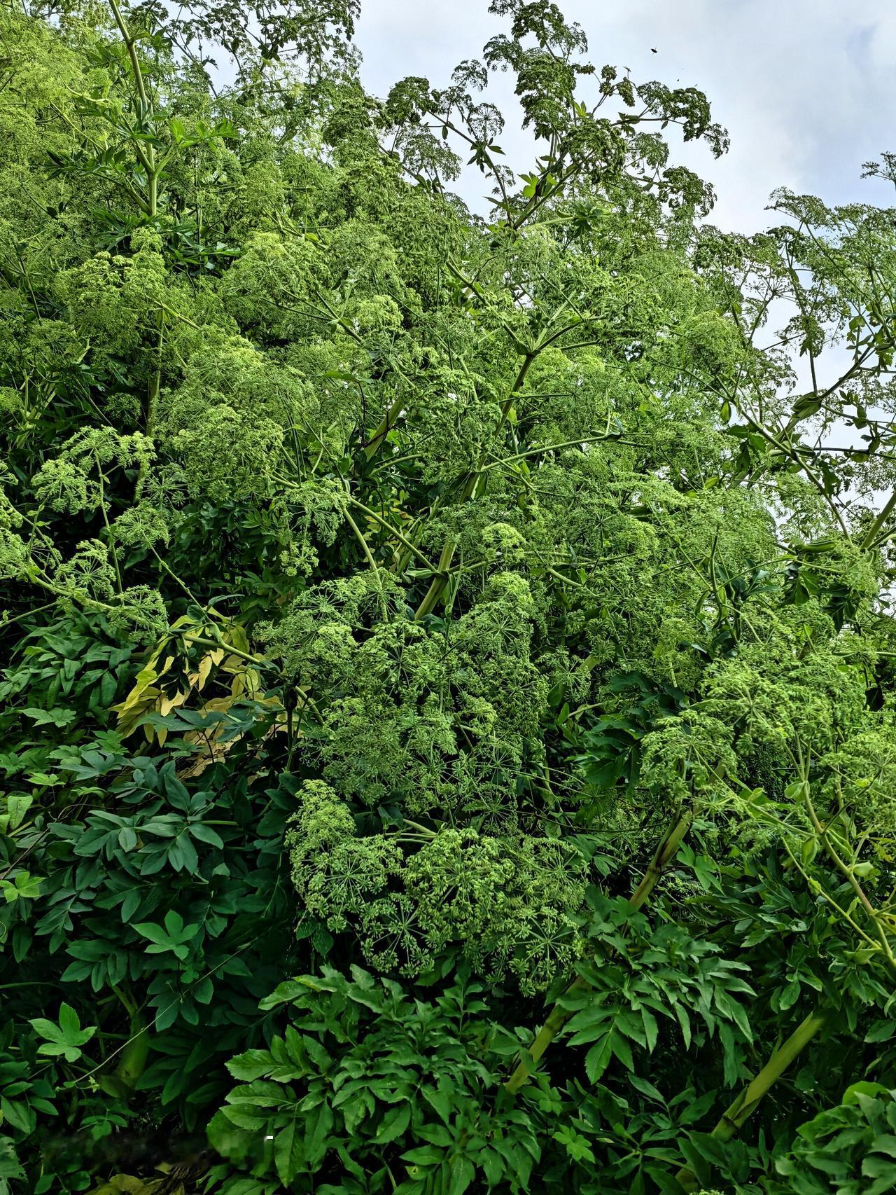 听他们说：这是一种中草药。这种 草药开的花儿淡雅。