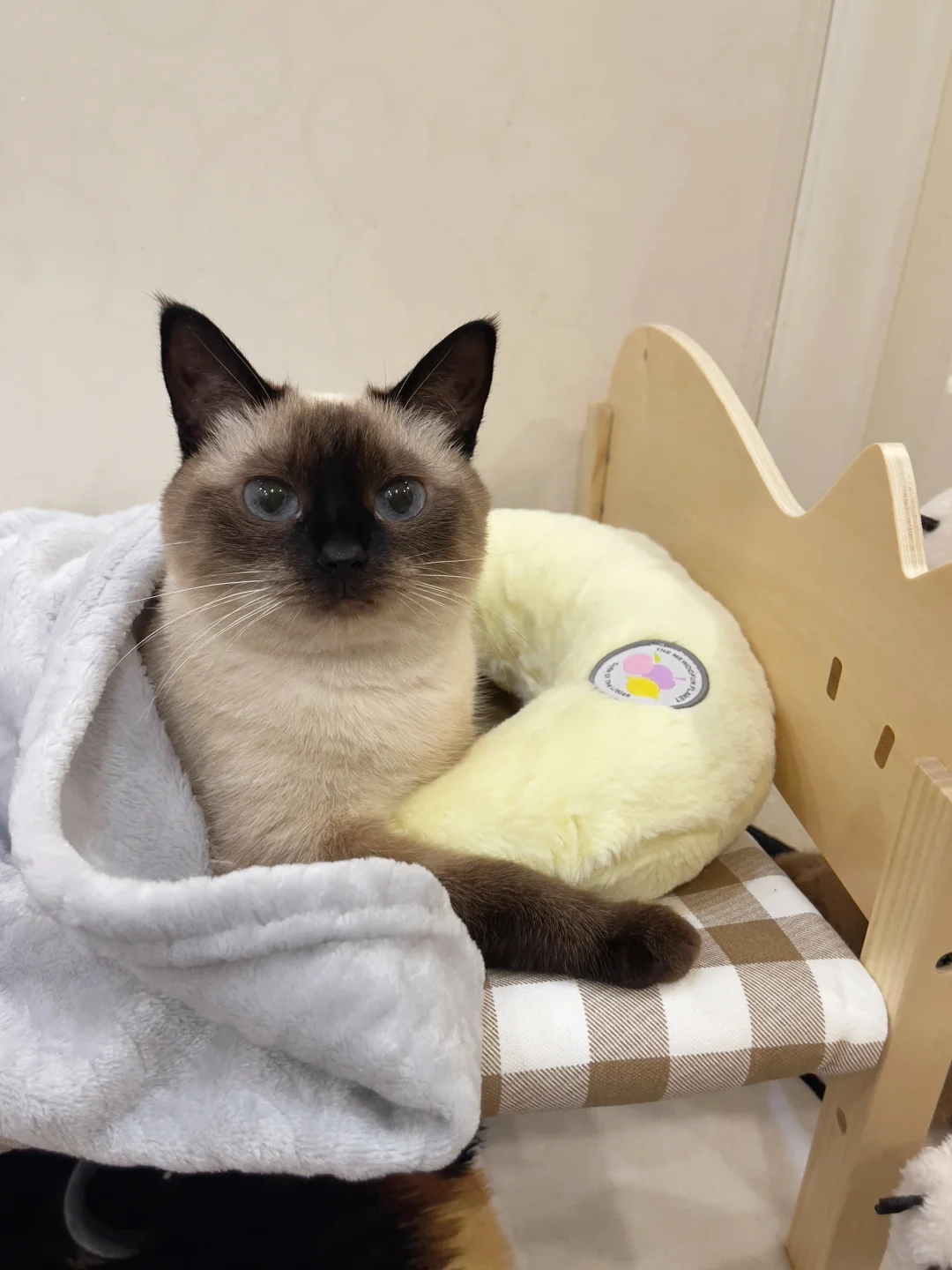 猫猫我啊，不用上班也不用上学
