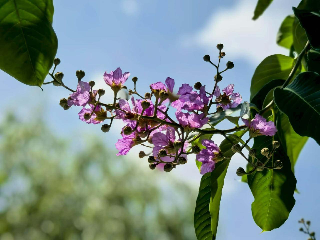看见紫薇，万物皆‘紫’（只）为你，风一过，花瓣就簌簌地落，不是凋零，是树在倒酒。