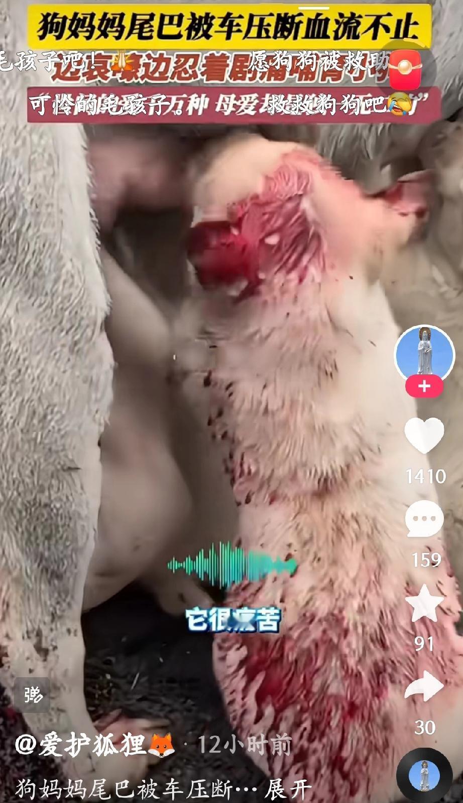 快手刷到一个令人泪目的短视频 ，狗妈妈尾巴被车压断，血流不止，但仍然忍着疼痛给小