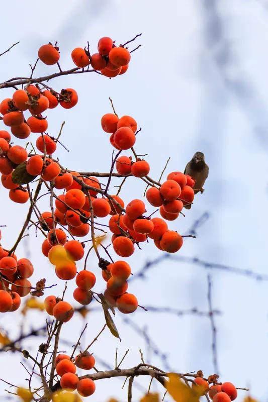 看到“年年顺顺利利”求下联，我觉得“事事平平安安”就很不错。“年年”对“事事”，
