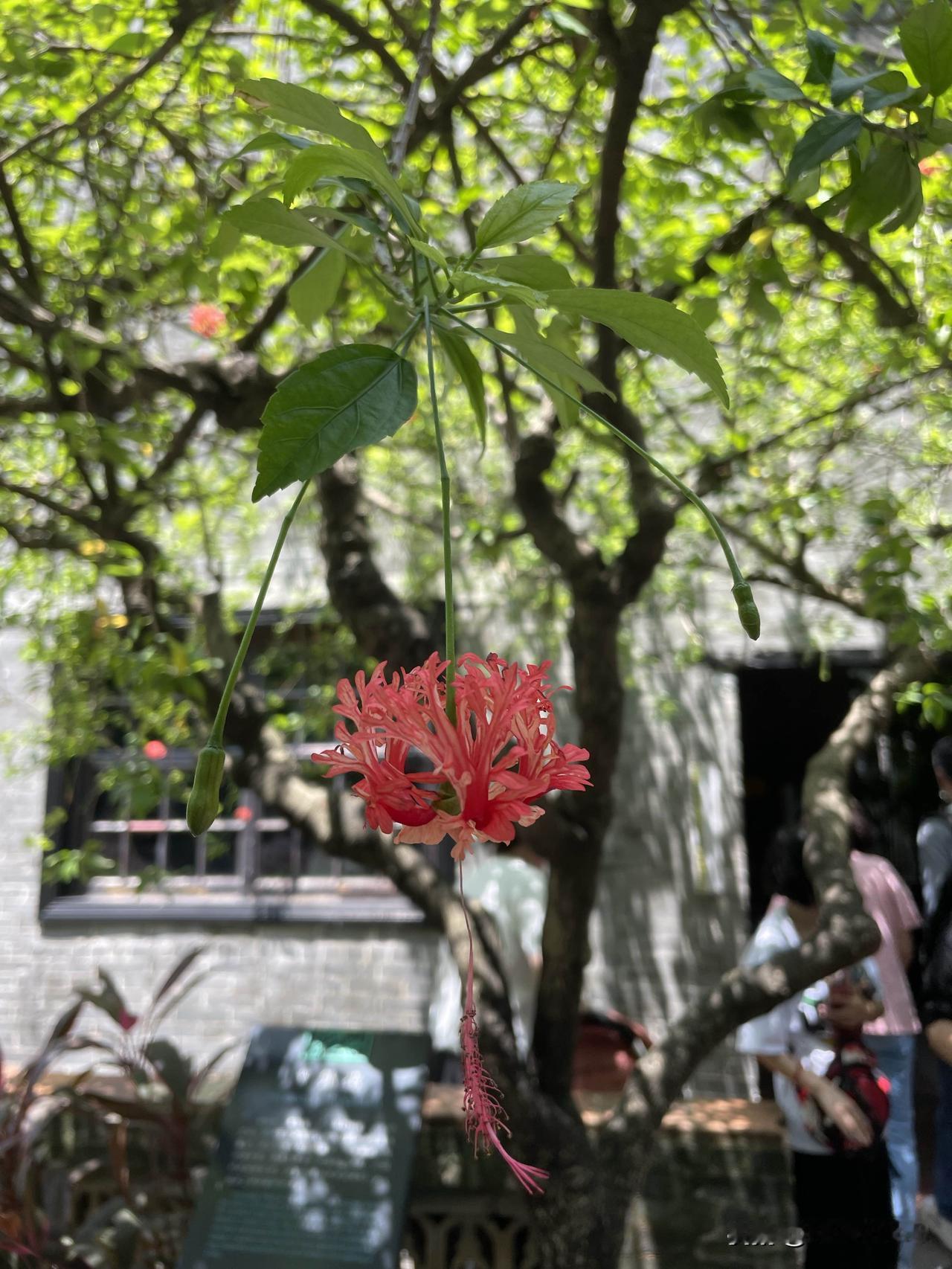 午后的阳光，斜斜地从窗棂探进来，像一壶打翻了的、温润的琥珀。光线并不烈，只是懒懒