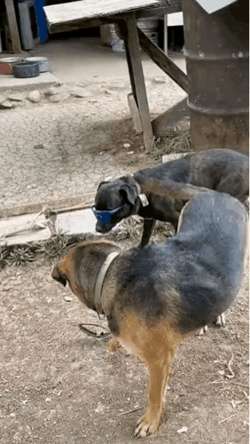 从今天起请叫我丧彪#家有傻狗🤨#