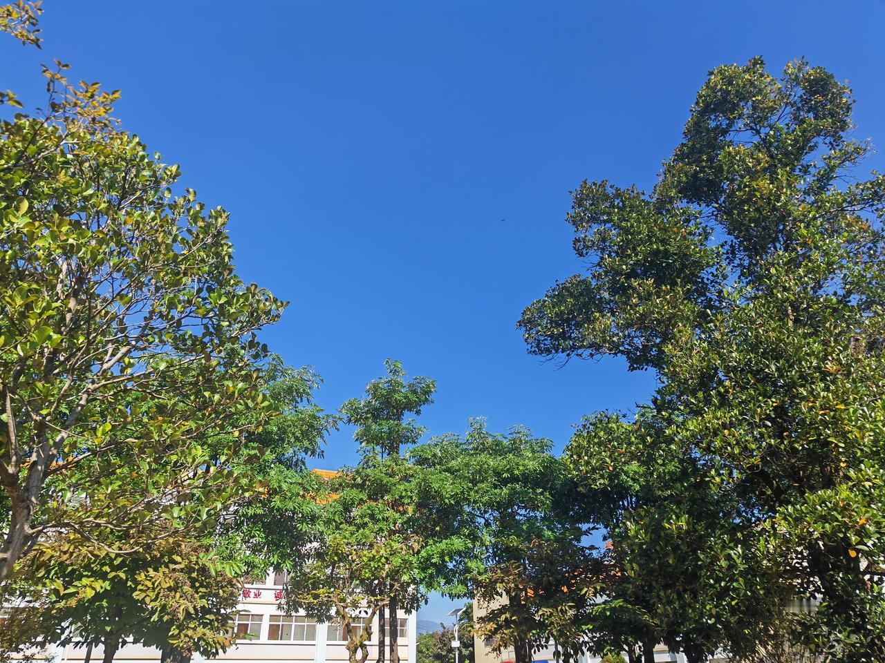 晒出你随手拍的天空照绿树蓝天