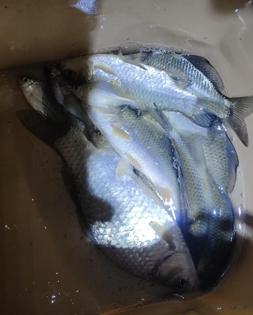 昨晚夜钓又网工了，这也是为什么现在鱼越来越难钓了。
一个刚退水的大荡子，本来应该