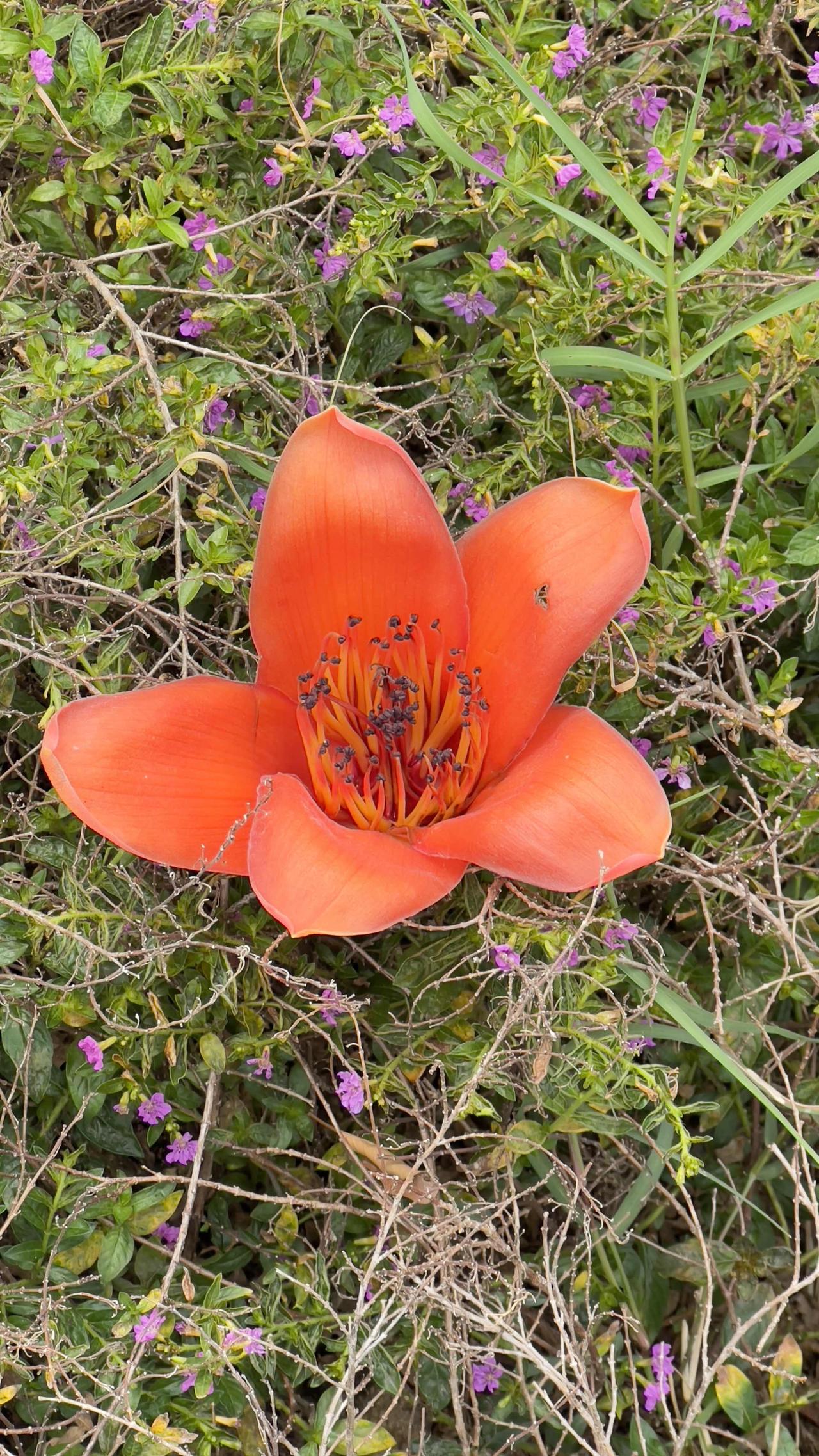 木棉花开了，红得灼目，又红得寂寞。这是我看到掉在地里的木棉花，花瓣结实，经得起摔