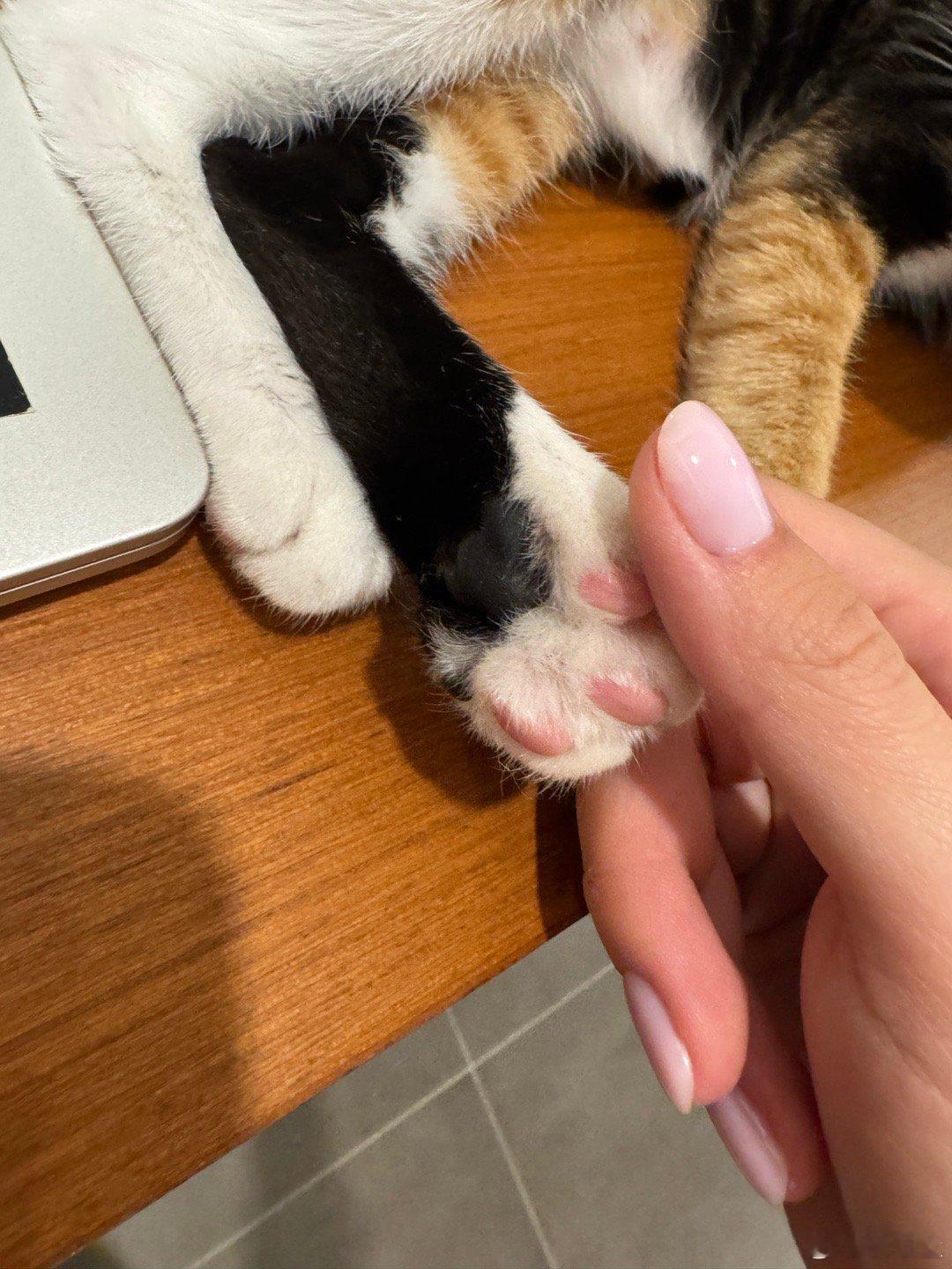 绝世美脚。 