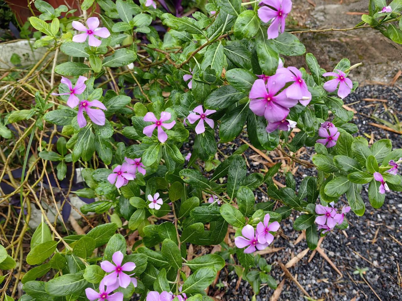 种草养花，修身养性#不知道季节的花# #晒晒奇怪花# #美丽的植物分享# #猴脸