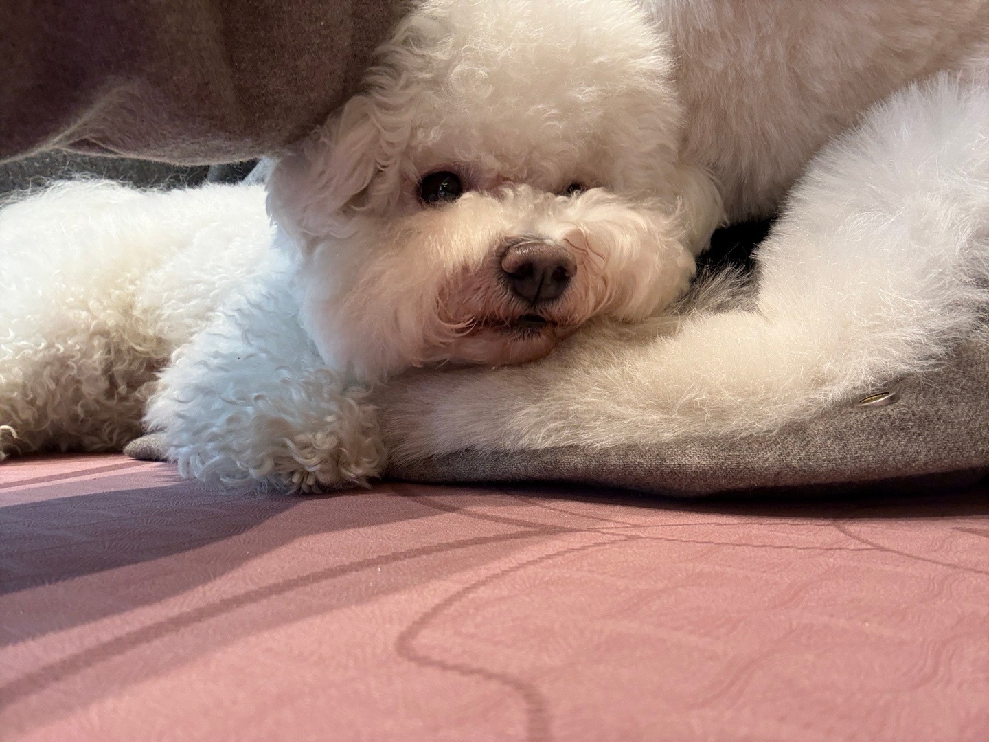 好可爱啊……… 