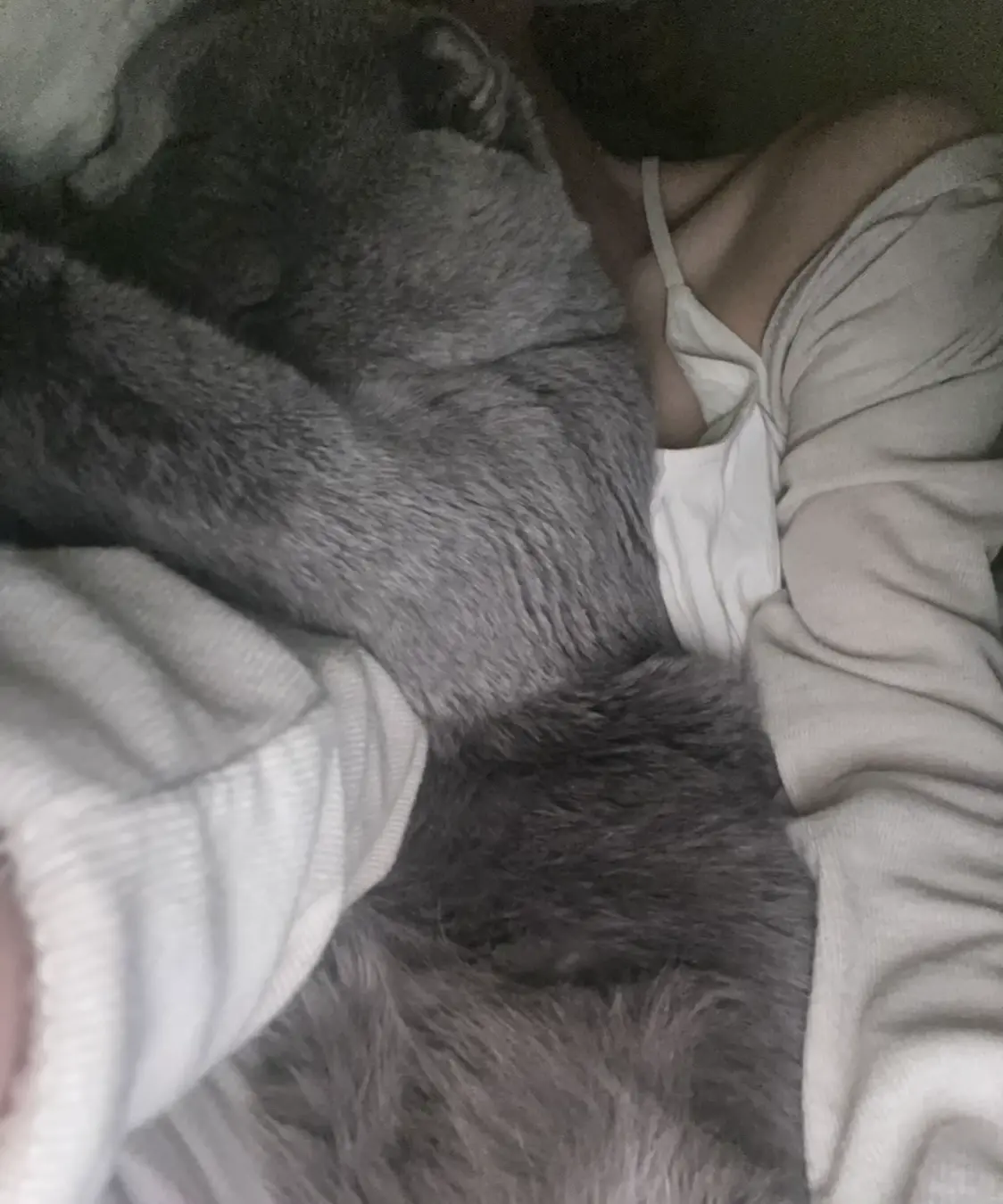 我和我的猫 小毛孩