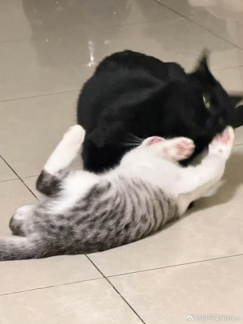 你们不要再打了