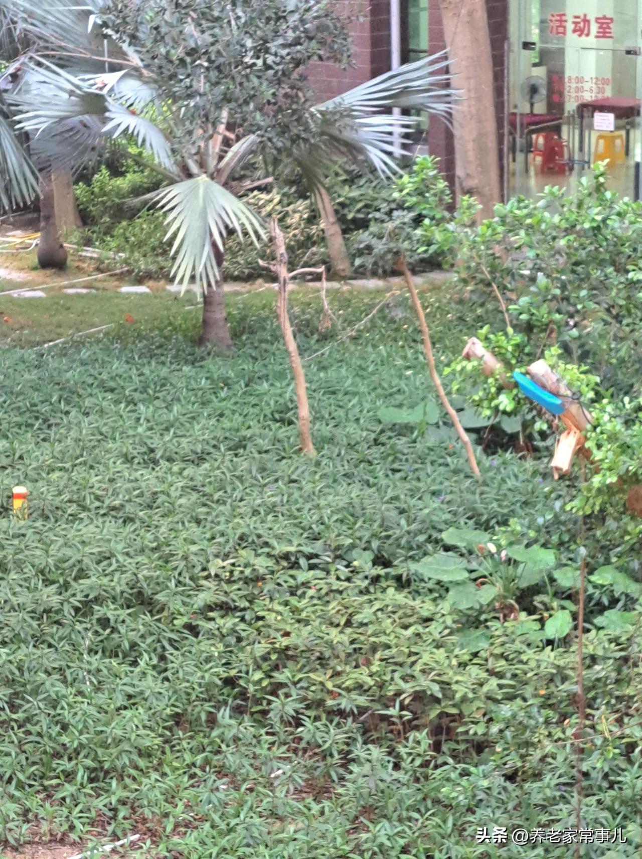 东方市今天 29 度，早早进入了夏天。站在树荫下，还是很凉快的。