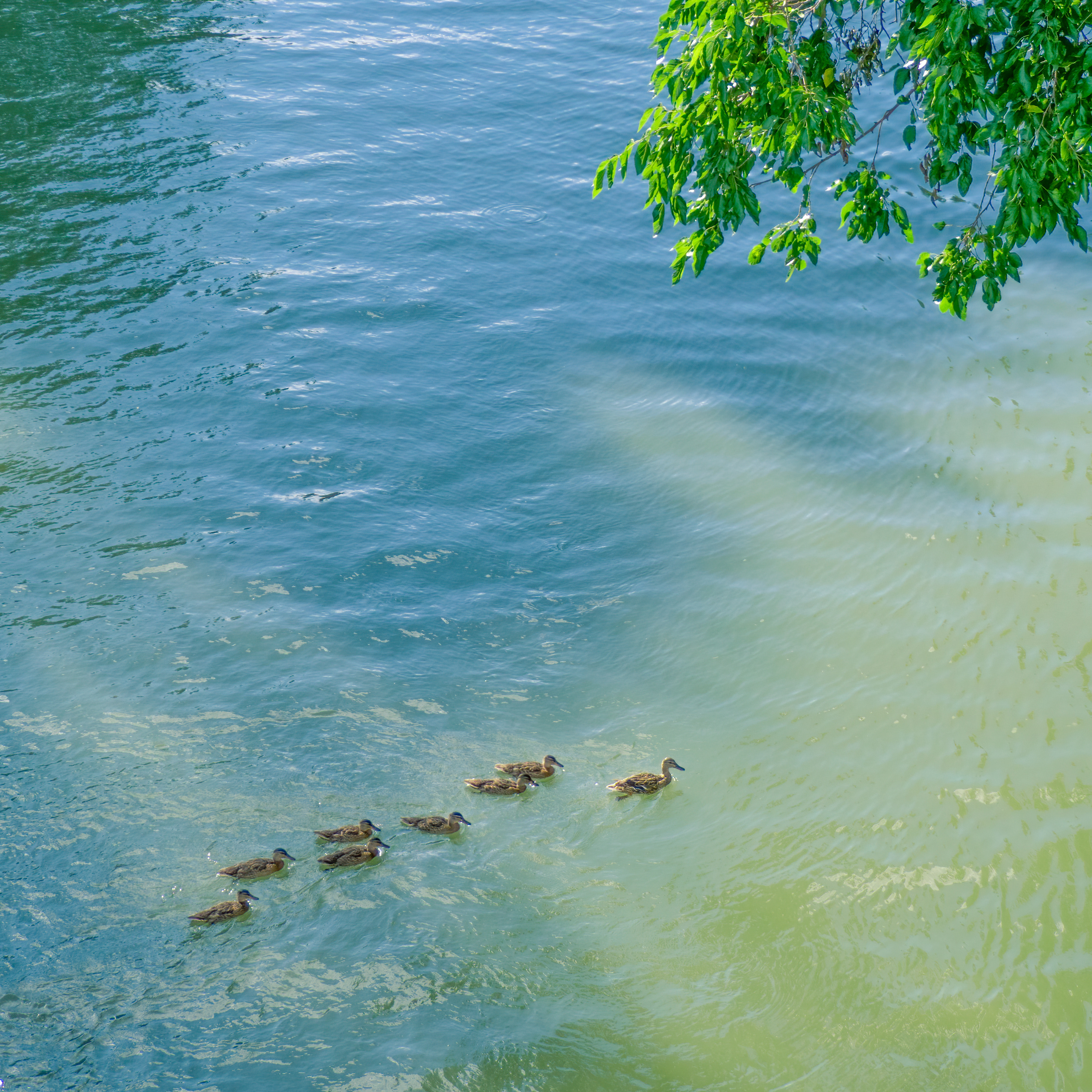 #摄影[超话]# 夏天快乐鸭🦆#遇见美好# 丨#摄影v计划# 丨#生活碎片# 